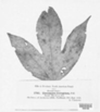 Passalora ferruginea image